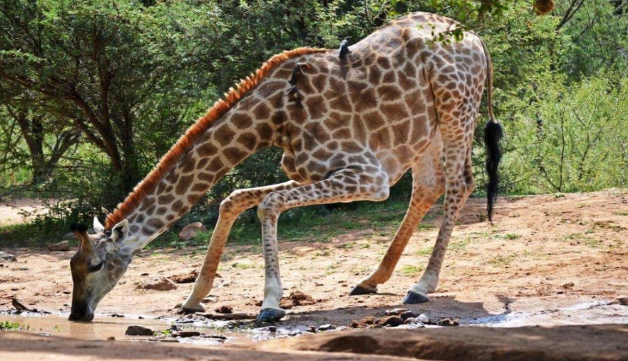 Mabalingwe Elephant Lodge Бела Бела Екстериор снимка